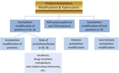 The role of Mycobacterium tuberculosis acetyltransferase and protein acetylation modifications in tuberculosis